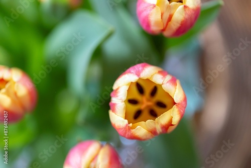 A top down portrait of a vibrant red and yellow dow jones tulip with lush green leaves, set against a softly blurred background containing others of its kind, capturing the beauty of spring. photo