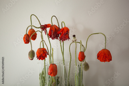 Wilted Red Poppy Flowers In Glass Vases On White Background photo