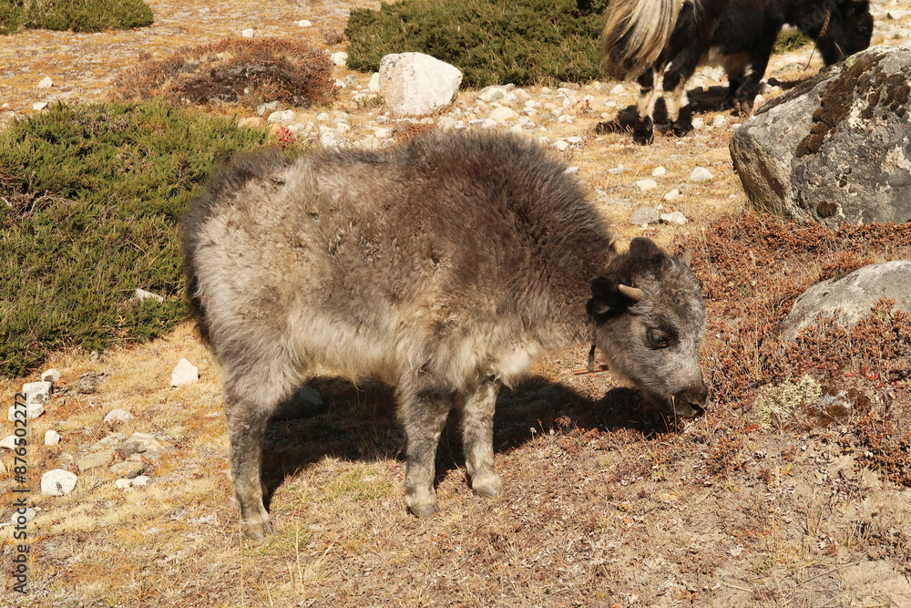 A small and fluffy baby yak is grazing, close to Dingboche village, Mount Everest Base Camp Trek, EBC, Nepal A small and fluffy baby yak is grazing, close to Dingboche village, Mount Everest Base Camp Trek, EBC, Nepal