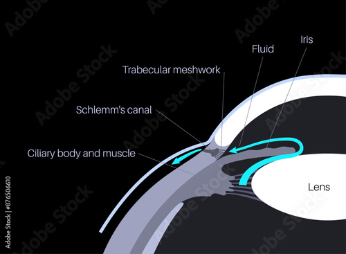 Fluids in the eye