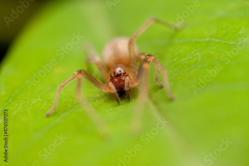 A macro photo of Sac spider (Clubionidae)