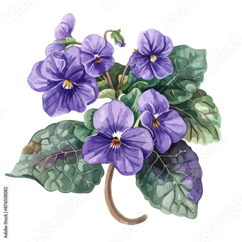 Watercolor painting of a african violets flower, isolated on a white background, african violets vector, drawing clipart, Illustration Vector, Graphic Painting, design art, logo