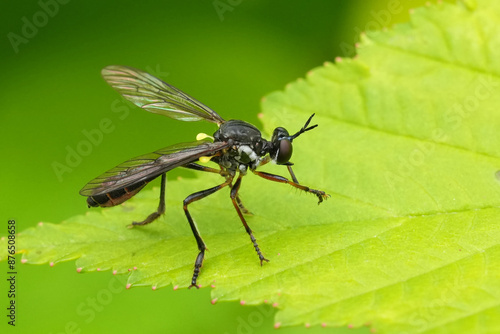 Closeup on a European Striped-legged robber-fly, Dioctria hyalipennisin the garden,