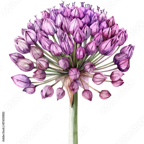 Watercolor Illustration vector of Allium flower, isolated on a white background, design art, clipart image, Graphic logo, drawing clipart, Allium vector, Illustration painting.