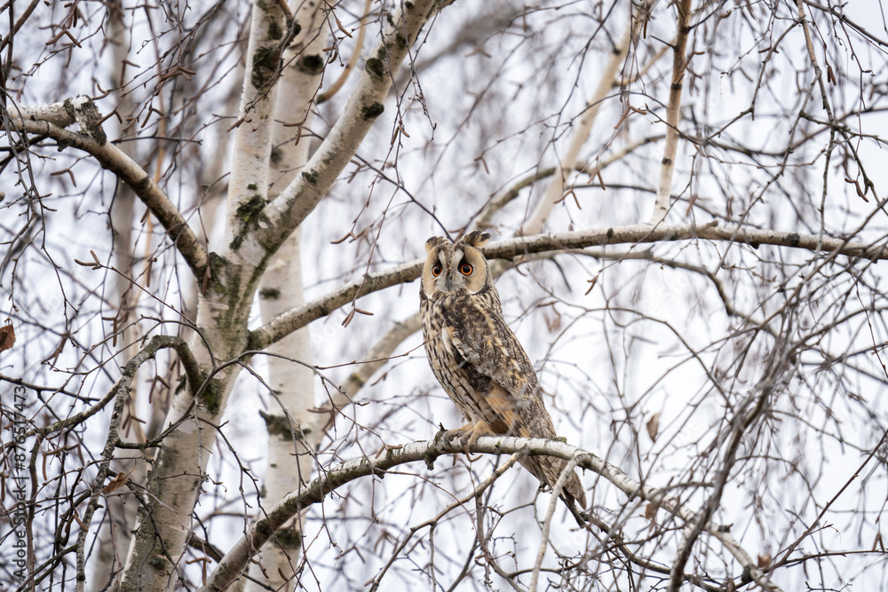 Long eared owl is hiding in the tree. Asio otus during winter time. Kind of owls wit ears. Long eared owl is hiding in the tree. Asio otus during winter time. Kind of owls wit ears.