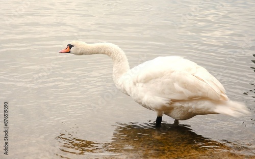  A white swan with an outstretched neck in Lake Balaton. photo