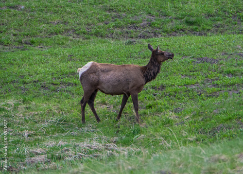 Profile view of a female Elk in Yellowstone National Park. 