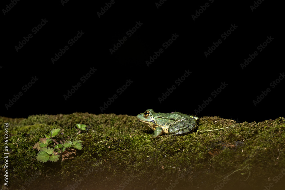Edible frog on the bank of the pond. Green frog on Azores islands. Calm frog around the water dam. Edible frog on the bank of the pond. Green frog on Azores islands. Calm frog around the water dam.
