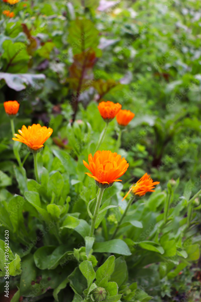 medicinal calendula flowers among green grass medicinal calendula flowers among green grass