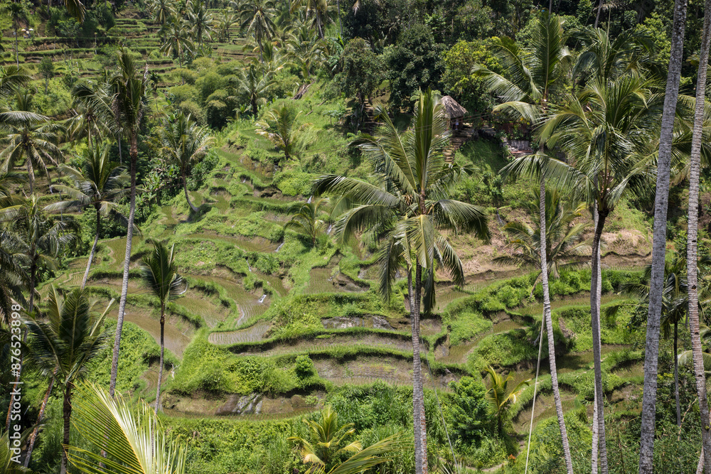 Beautiful view of rice terraces in Bali, Indonesia