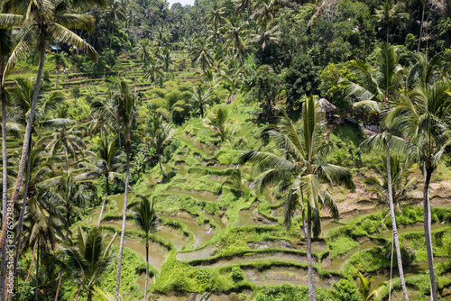 Obraz na płótnie Beautiful view of rice terraces in Bali, Indonesia
w salonie