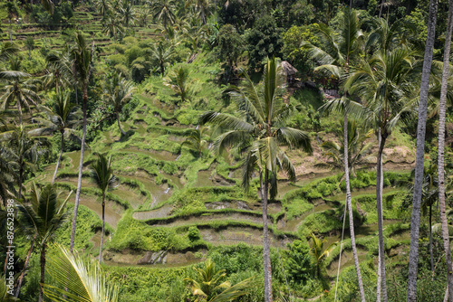 Obraz na płótnie Beautiful view of rice terraces in Bali, Indonesia
w salonie