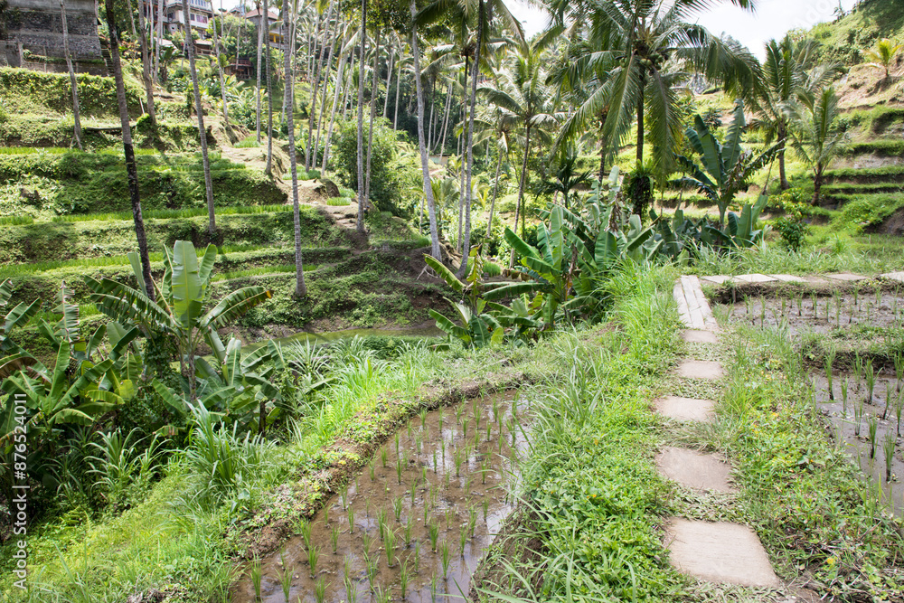 Beautiful view of rice terraces in Bali, Indonesia