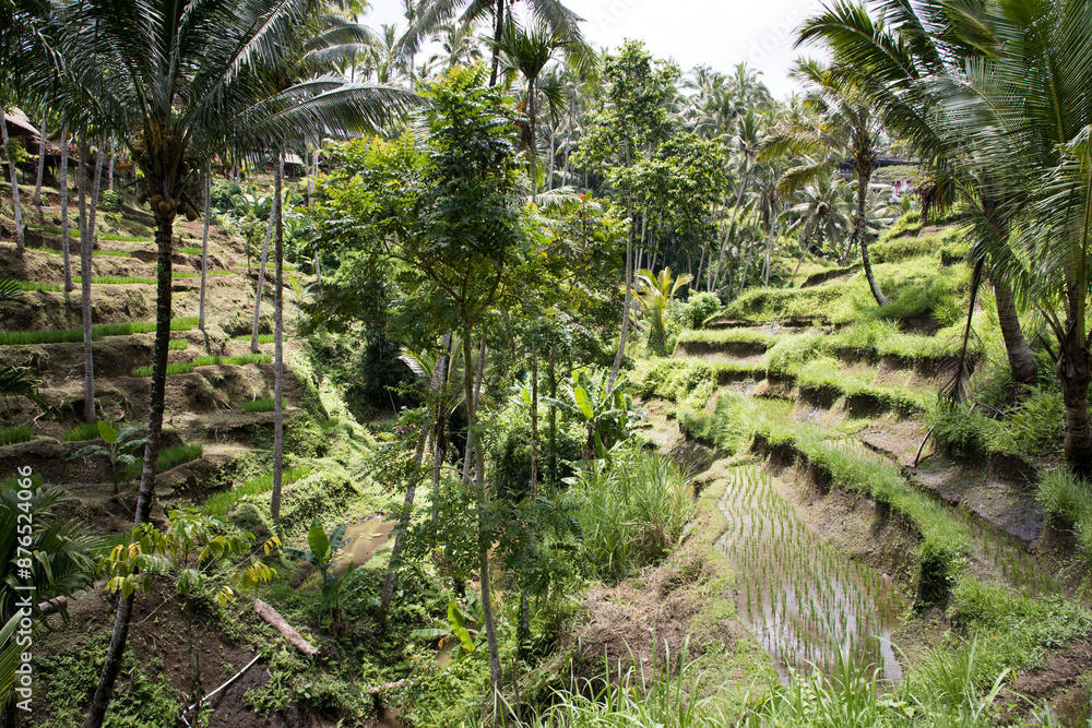 Beautiful view of rice terraces in Bali, Indonesia