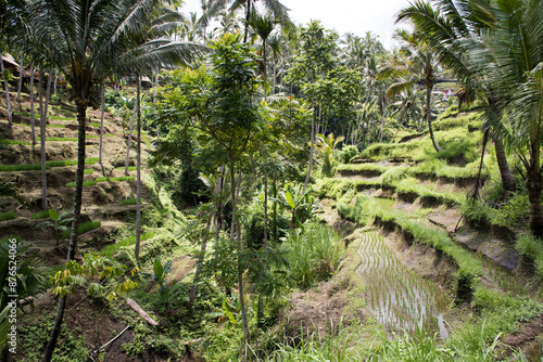 Obraz na płótnie Beautiful view of rice terraces in Bali, Indonesia
w salonie
