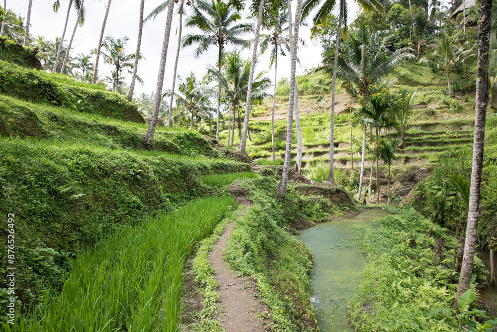 Beautiful view of rice terraces in Bali, Indonesia
