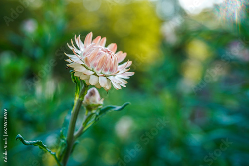 Isolated peach colored strawflower blooming in an outdoor garden space. Bokeh, outdoor background.