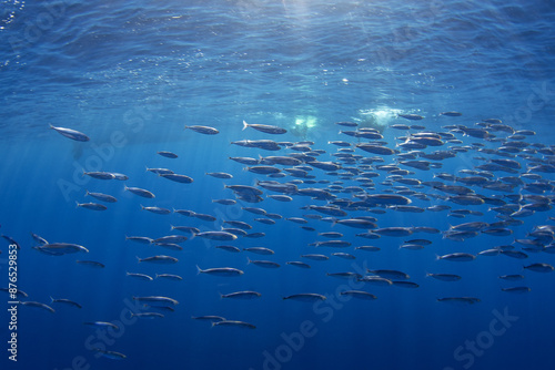 Ball of sardines near the surface.Small fish in huge shoal.  Common fish in the ocean are looking for food. 