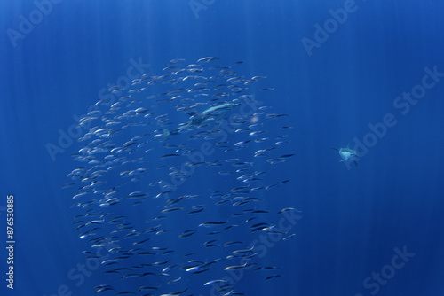 Photography Ball of sardines near the surface