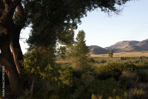 A big, old cottonwood tree frames the scene at dawn in Browns Park National Wildlife Refuge in Colorado photo