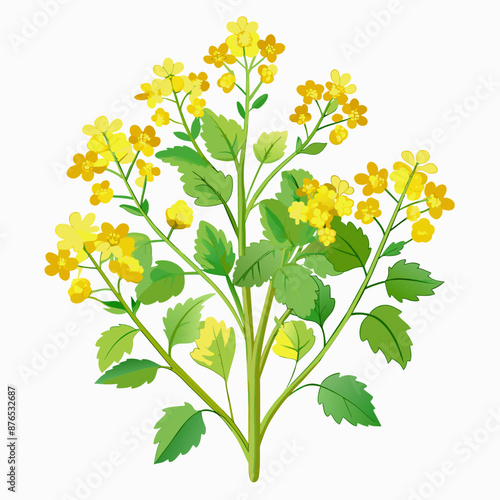 Blooming Mustard Plant Clear White Background