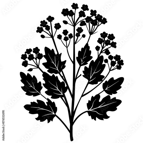 Blooming Mustard Plant Clear White Background