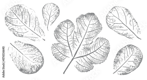 Fig leaves design illustration with stamp effect. Botanical print of a variety of fig leaf specimen © CaptureAndCompose