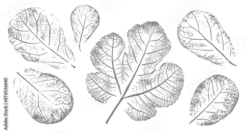 Fig leaves design illustration with stamp effect. Botanical print of a variety of fig leaf specimen