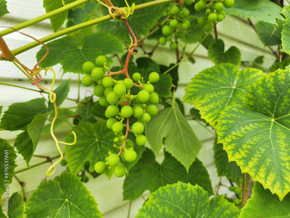 Verdant Vineyard: Young Grape Cluste. Lush green grapevine with a cluster of young grapes. Verdant Vineyard: Young Grape Cluste. Lush green grapevine with a cluster of young grapes.