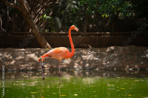 Pink flamingo bird (Phoenicopterus roseus) walking in the green pond on sunny day, beautiful American flamingo bird, Phoenicopteridae