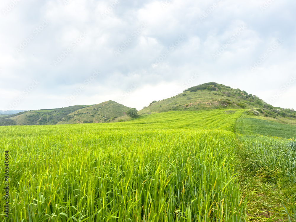 Fototapeta premium Green wheat field and and blue sky with clouds. hill in the background