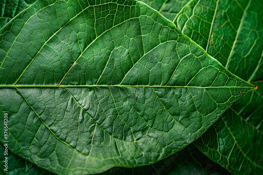 Fototapeta premium Close-up of Vibrant Green Tropical Leaf Texture
