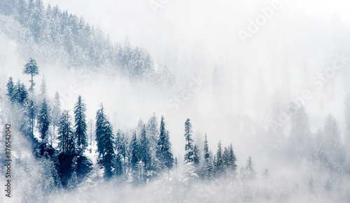 Winter Fog Forest in Himachal Pradesh, India