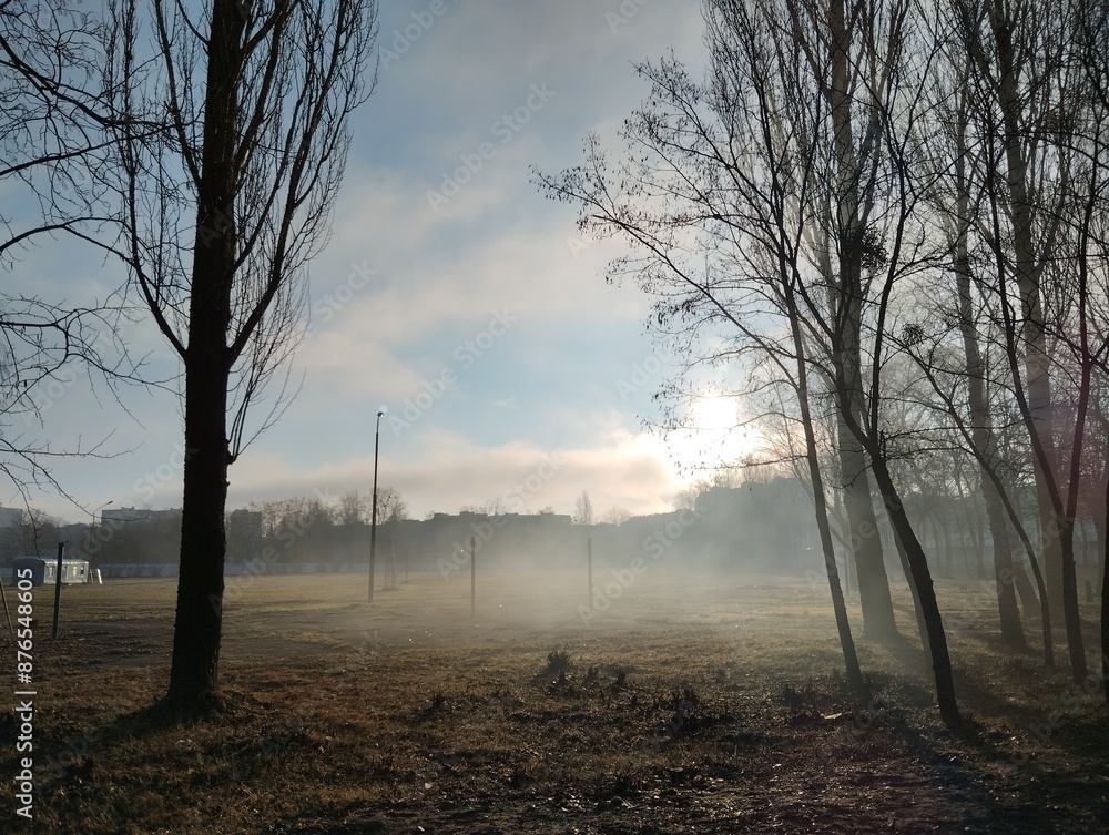 Fog Between Trees The Fog Rises From The Ground Upwards Morning After