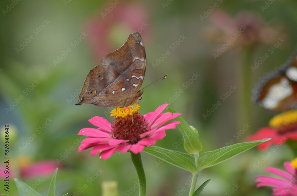 Obraz premium Butterfly perched on pink flower in a field, vibrant, nature, beauty, summer, wildlife, garden, colorful, outdoor, delicate, vibrant colors.