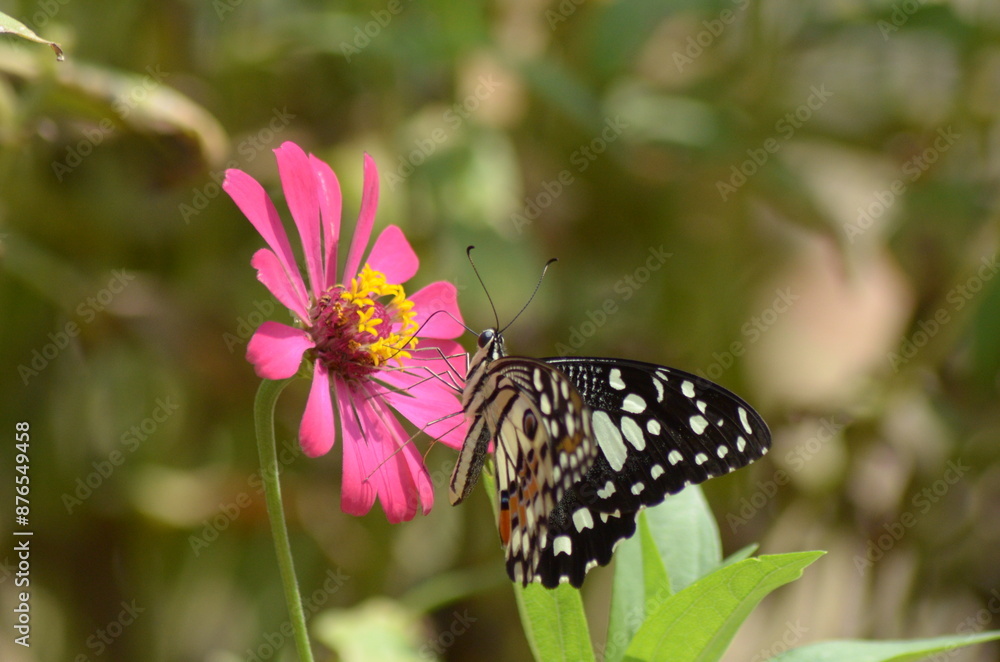 Butterfly perched on pink flower in a field, vibrant, nature, beauty, summer, wildlife, garden, colorful, outdoor, delicate, vibrant colors. Butterfly perched on pink flower in a field, vibrant, nature, beauty, summer, wildlife, garden, colorful, outdoor, delicate, vibrant colors.