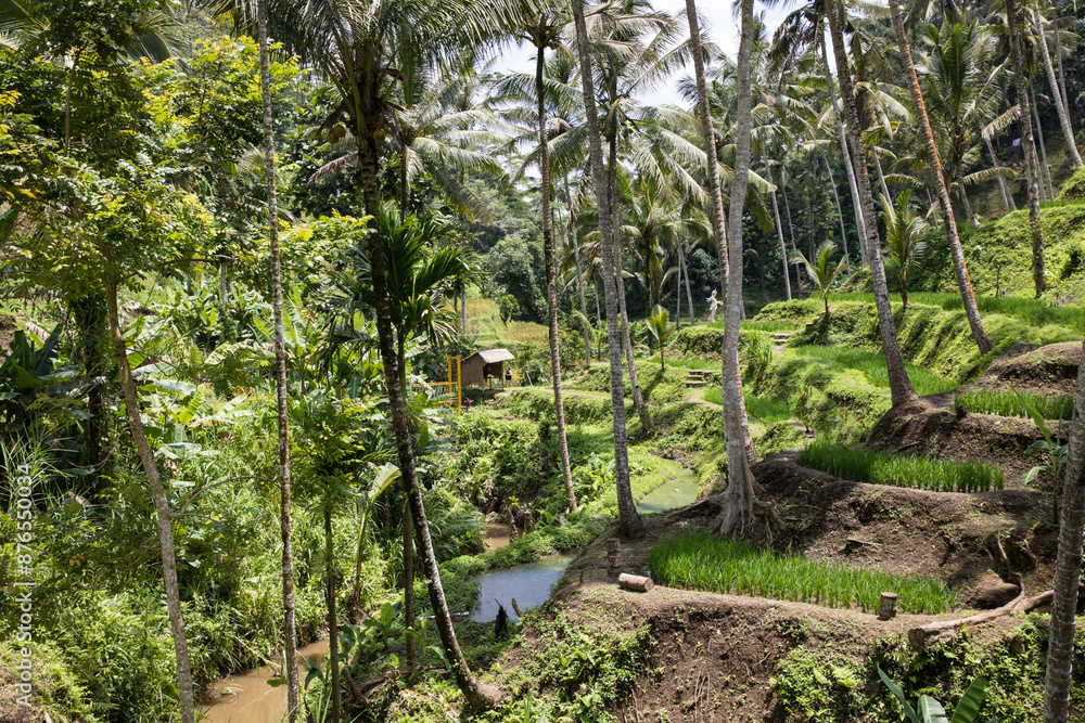 Beautiful view of rice terraces in Bali, Indonesia