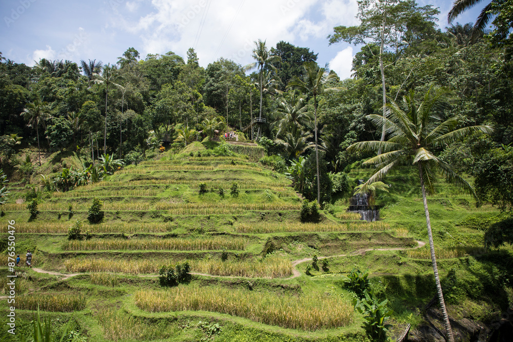 Beautiful view of rice terraces in Bali, Indonesia