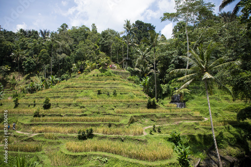 Obraz na płótnie Beautiful view of rice terraces in Bali, Indonesia
w salonie