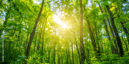 Floresta Verdejante com Luz Solar entre as Folhas