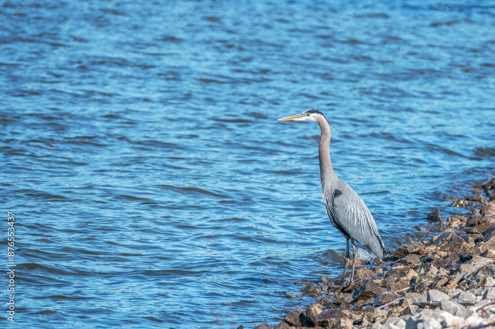 Closeup of a great blue heron. Closeup of a great blue heron.