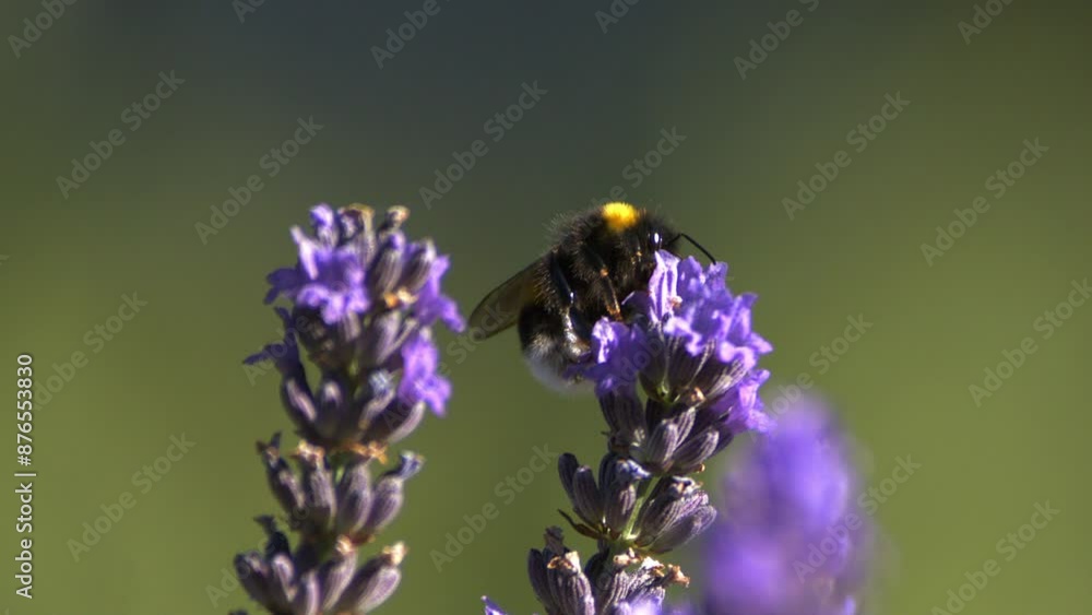Bourdons qui volent et butinent dans les lavandes filmé au ralenti en macro Bourdons qui volent et butinent dans les lavandes filmé au ralenti en macro