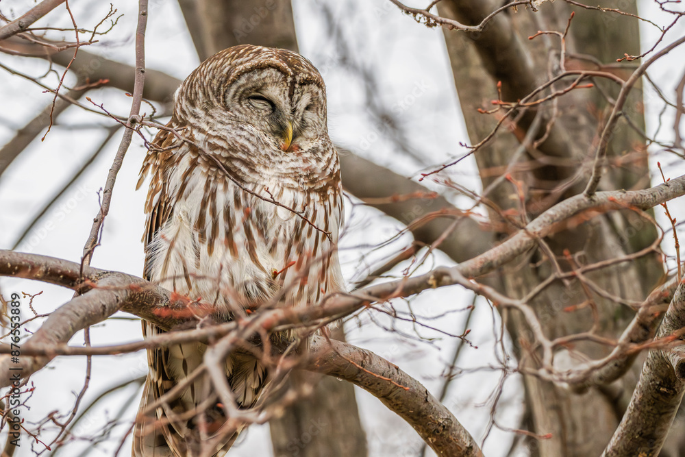 Closeup of a barred owl perched in a tree. Closeup of a barred owl perched in a tree.