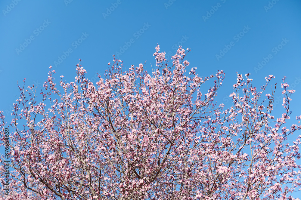 Blooming cherry blossoms under a clear blue sky in springtime Blooming cherry blossoms under a clear blue sky in springtime