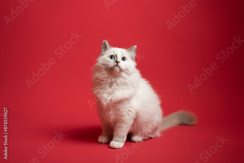 Sesión de fotos en estudio para gatos raza Ragdoll 