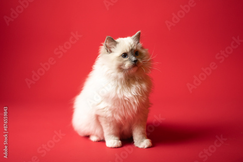 Sesión de fotos en estudio para gatos raza Ragdoll 