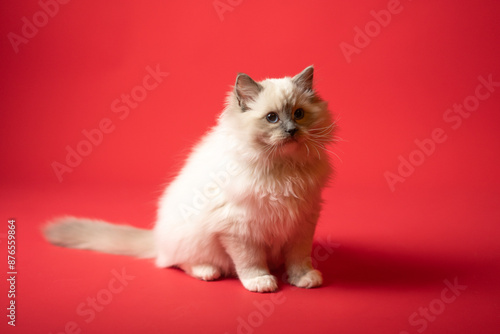 Sesión de fotos en estudio para gatos raza Ragdoll 