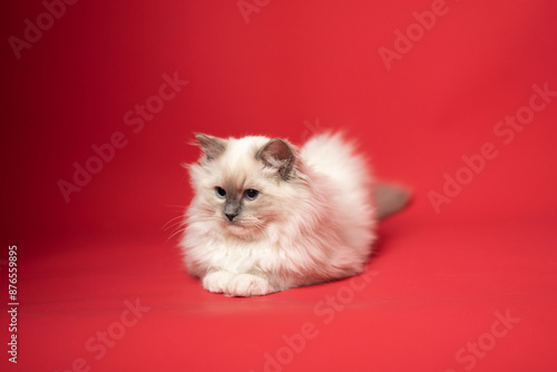 Sesión de fotos en estudio para gatos raza Ragdoll 