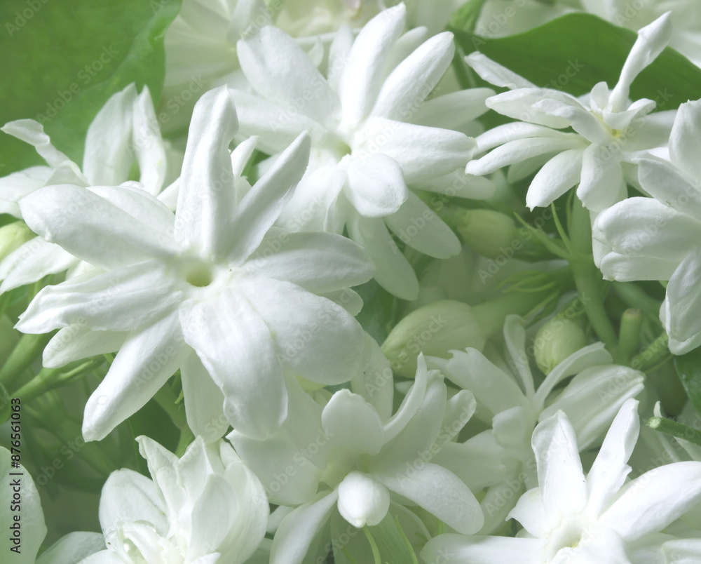 jasmine flower texture background jasmine flower texture background