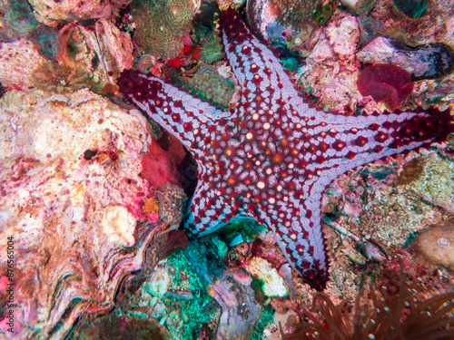 Blue and red panamic cushion star (Pentaceraster cumingi) near Malapascua Island, Philippines. Underwater photography and travel. photo